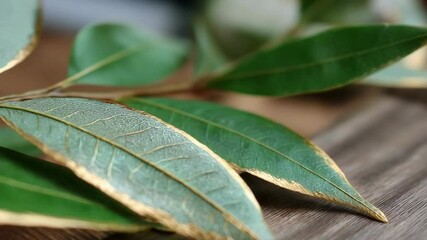 Green eucalyptus leaves with golden tips on wood background, close up, organic plant, natural decor, botanical elements, leaf veins, texture, nature