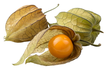 physalis isolated on white background