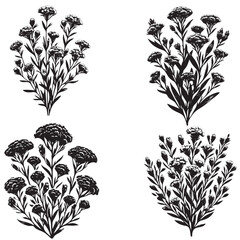 Statice flower  Silhouette set isolated on white background 