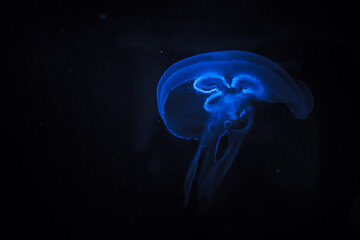 Blue lumniscence Jellyfish underwater shots.