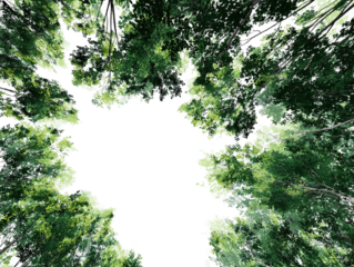 illustration of trees viewed from below, typespace border asset, vibrant green leaves transparent background