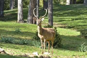 deer in the El Hosquillo wildlife park