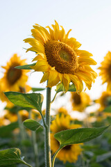 Blooming sunflower in an agricultural field.