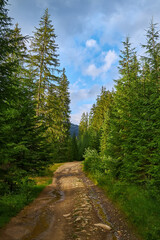 Obraz premium Forest Road Through Spruce Trees