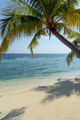 Palm tree on the beach with ocean in the background in Maldives. Tropical island landscape