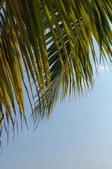 Palm branches against blue sky, close up. Tropical nature background