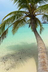 Palm tree against the backdrop of turquoise water of the Indian Ocean in the Maldives. Tropical island landscape