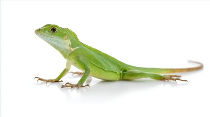 Obraz premium A large green reptile stands in profile on a light surface, showcasing its natural scale texture and a lightly curled tail, isolated with ample copy space