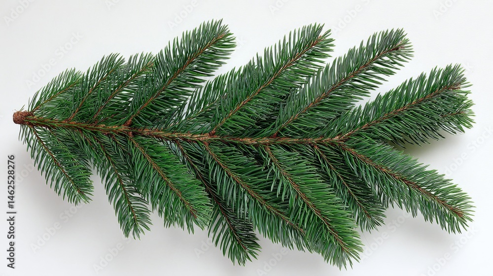 Poster evergreen branch displays sharp needle structure with defined texture against a white backdrop, offe