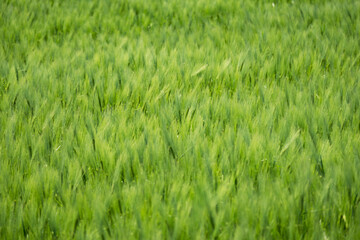 green wheat field