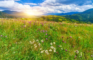 Wildflower Meadow Mountain Hills View
