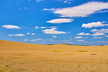 Obraz premium Golden Wheat Field Rolling Hills