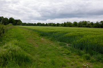 green field and blue sky