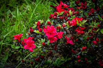 red flowers in the garden