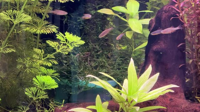 aquarium with Danio margaritatus Fish with plants 4K