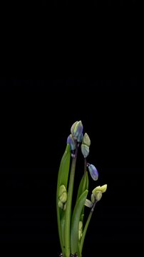 Beautiful blue flowers snowdrops Scilla bifolia alpine squill, two-leaf squill on black background. Vertical time lapse video. Springtime.