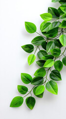 Obraz premium Lush green leaves cascade gracefully down a pristine white surface, showcasing vibrant color and a natural, organic aesthetic in a minimalist composition.
