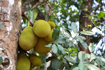 Jack fruit tree and jackfruit.
