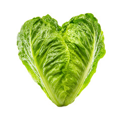 Fototapeta premium The fresh romaine lettuce head, with vibrant green leaves forming a heart shape, is isolated on a pristine white background, showcasing natural textures and details.