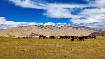 A herd of goats and sheep in the landscape of mongolia	