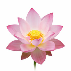 Stunning Pink Lotus Flower HighResolution Image