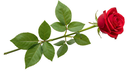 Collection of the Most Beautiful Roses