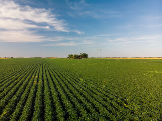 Green and lush Agricultural fields of Soy plants