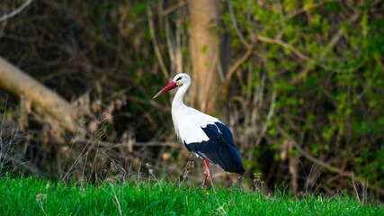 White Stork (Ciconia ciconia): This is a large bird with white plumage, except for the black flight feathers on its wings.