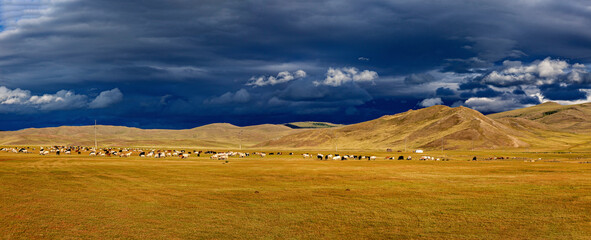 A herd of goats and sheep in the landscape of mongolia	