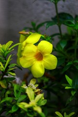 a cluster of vibrant yellow Allamanda flowers, also known as Allamanda cathartica or Golden Trumpet