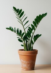 Fototapeta premium a lush ZZ Plant (Zamioculcas zamiifolia) with its glossy, dark green leaves. for plant care guides for beginners, modern interior visuals, office plant providers, sustainable decor articles