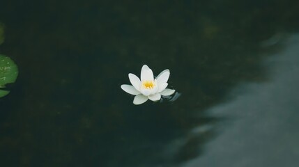 Delicate white water lily on dark water
