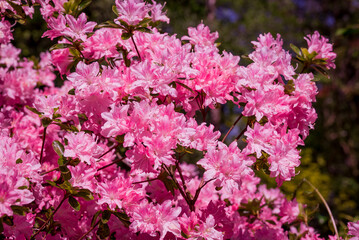 Fototapeta premium Beautiful rhododendrons spring flowers in the park
