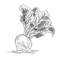Hand-Drawn Beetroot with Leaves