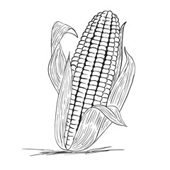 Hand Drawn Corn Illustration Black and White Line Art