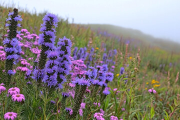 Obraz premium Misty morning in a meadow with blooming wildflowers creating a dreamy atmosphere