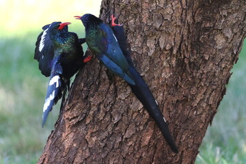 Green Wood Hoopoe