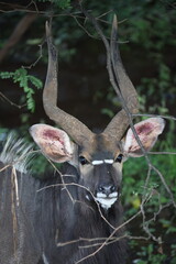 Nyala bull