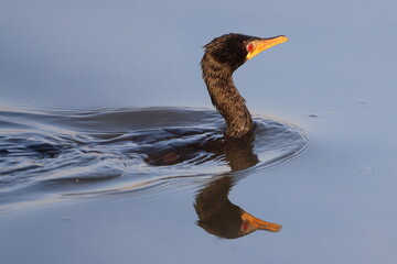 Reed Cormorant fishing