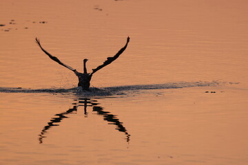 Darter about to fly