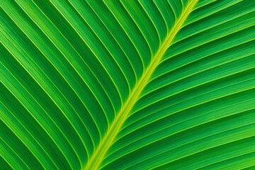 Obraz premium Close-up view of a vibrant green leaf showcasing intricate vein patterns, perfect for illustrating nature, sustainability, or botanical themes.
