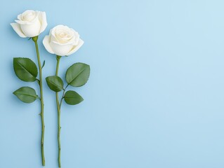 Obraz premium Two white roses on light blue background