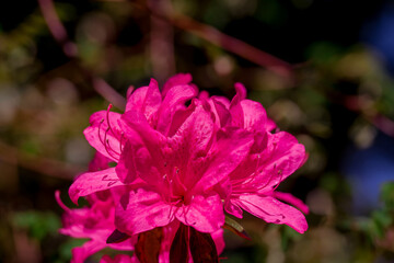 Beautiful rhododendrons spring  flowers in the park
