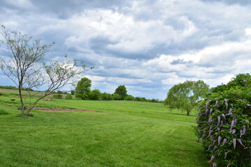 Storm Clouds Over Trees in a Field