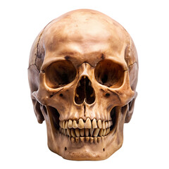 Human Skull Anatomy Detailed Image of a Real Skull isolated on transparent background