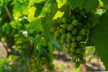 grapes on vine
