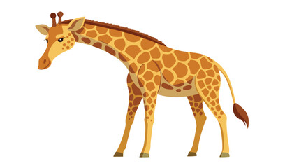 Fototapeta premium Giraffe Gracefully Bending Its Long Neck