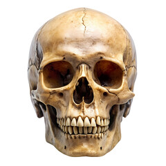 Fototapeta premium Human Skull Anatomy Image isolated on transparent background