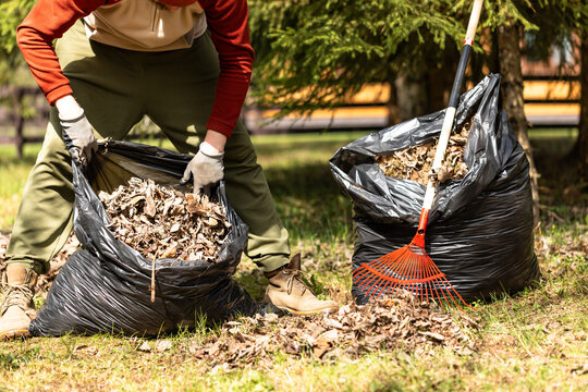 Raking fallen leaves with rakes. Man collecting dry leaves and grass in a plastic bag. Support for work in the garden. Removing grass from the soil.

