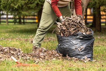 Raking fallen leaves with rakes. Man collecting dry leaves and grass in a plastic bag. Support for work in the garden. Removing grass from the soil.

